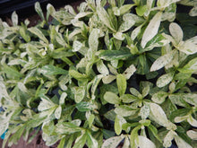 Load image into Gallery viewer, **THAI SNOW** Ixora Tropical Plant* White Splashed Variegated Leaves &amp; White Blooms
