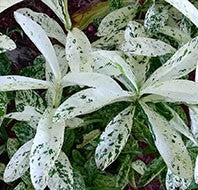 Load image into Gallery viewer, **THAI SNOW** Ixora Tropical Plant* White Splashed Variegated Leaves &amp; White Blooms
