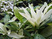 Load image into Gallery viewer, **THAI SNOW** Ixora Tropical Plant* White Splashed Variegated Leaves &amp; White Blooms
