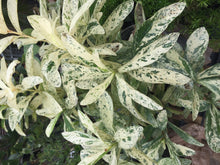 Load image into Gallery viewer, **THAI SNOW** Ixora Tropical Plant* White Splashed Variegated Leaves &amp; White Blooms
