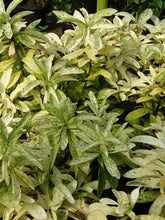 Load image into Gallery viewer, **THAI SNOW** Ixora Tropical Plant* White Splashed Variegated Leaves &amp; White Blooms
