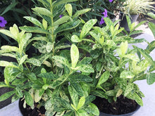 Load image into Gallery viewer, **THAI SNOW** Ixora Tropical Plant* White Splashed Variegated Leaves &amp; White Blooms
