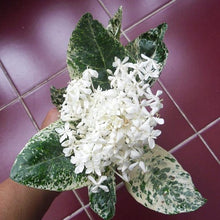 Load image into Gallery viewer, **THAI SNOW** Ixora Tropical Plant* White Splashed Variegated Leaves &amp; White Blooms
