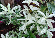 Load image into Gallery viewer, **THAI SNOW** Ixora Tropical Plant* White Splashed Variegated Leaves &amp; White Blooms
