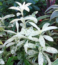 Load image into Gallery viewer, **THAI SNOW** Ixora Tropical Plant* White Splashed Variegated Leaves &amp; White Blooms
