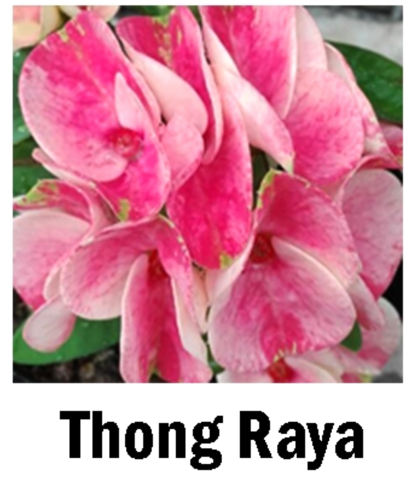 ~~THONG RAYA~~Crown Of Thorns-Euphorbia Milii~~CHRIST PLANT~~STARTER PLANT