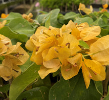 Load image into Gallery viewer, TOPAZ GOLD** Live Bougainvillea Well Rooted Starter Plant
