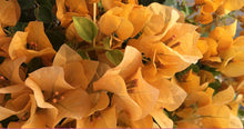 Load image into Gallery viewer, TOPAZ GOLD** Live Bougainvillea Well Rooted Starter Plant
