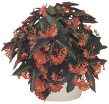 Load image into Gallery viewer, ***TORCH RED*** Angel Wing Begonia  Rooted Starter Plant
