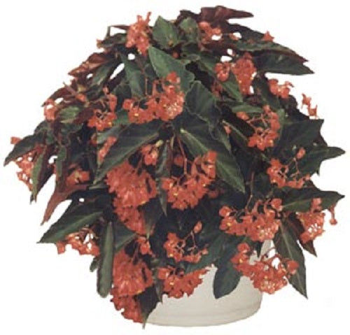 ***TORCH RED*** Angel Wing Begonia  Rooted Starter Plant