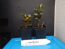 Load image into Gallery viewer, ~~TAMA NO HADA~~Azalea Rhododendron Deciduous Starter Plant~3 COLORS AT ONCE!!
