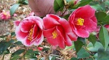 Load image into Gallery viewer, ***TAMA VINO*** Camellia Japonica-Live Starter Plant
