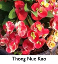 Load image into Gallery viewer, ~~THONG NEUR KAO~~Crown Of Thorns-Euphorbia Milii~~CHRIST PLANT~~STARTER PLANT
