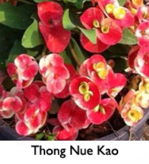 ~~THONG NEUR KAO~~Crown Of Thorns-Euphorbia Milii~~CHRIST PLANT~~STARTER PLANT