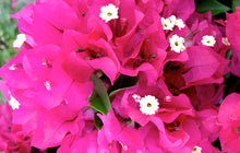 Load image into Gallery viewer, VERA DEEP PURPLE** Live Bougainvillea
