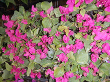 Load image into Gallery viewer, VERA DEEP PURPLE** Live Bougainvillea
