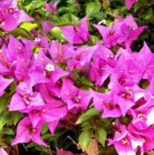 Load image into Gallery viewer, **VERA LIGHT PURPLE**Live Bougainvillea Well Rooted Starter Plant
