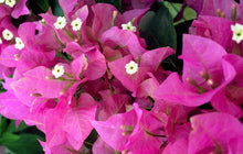 Load image into Gallery viewer, **VERA LIGHT PURPLE**Live Bougainvillea Well Rooted Starter Plant
