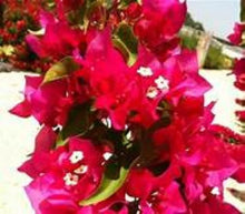 Load image into Gallery viewer, **VERA LYNN** Live Bougainvillea Well Rooted Starter Plant
