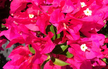 Load image into Gallery viewer, **VERA LYNN** Live Bougainvillea Well Rooted Starter Plant
