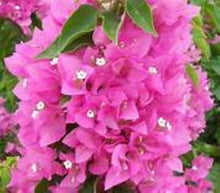 Load image into Gallery viewer, **VERA LYNN** Live Bougainvillea Well Rooted Starter Plant
