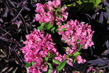 Load image into Gallery viewer, **VERA LYNN** Live Bougainvillea Well Rooted Starter Plant
