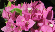 Load image into Gallery viewer, **VERA LYNN** Live Bougainvillea Well Rooted Starter Plant
