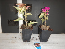 Load image into Gallery viewer, VERA VARIEGATA PURPLE** Live Bougainvillea Well Rooted Starter Plant
