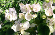 Load image into Gallery viewer, VREA WHITE** Live Bougainvillea Well Rooted Starter Plant
