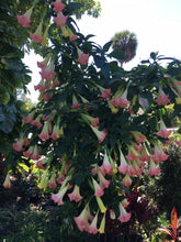 Load image into Gallery viewer, *VERSICOLOR* Brugmansia Angels Trumpet Tropical Plant Fancy MULTI COLOR BLOOMS
