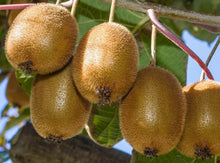 Load image into Gallery viewer, VINCENT Female Kiwi~~Live Starter Plant Fruit Vine ~ Actinidia chinensis~
