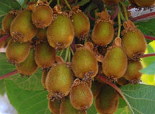 Load image into Gallery viewer, VINCENT Female Kiwi~~Live Starter Plant Fruit Vine ~ Actinidia chinensis~
