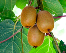 Load image into Gallery viewer, VINCENT Female Kiwi~~Live Starter Plant Fruit Vine ~ Actinidia chinensis~
