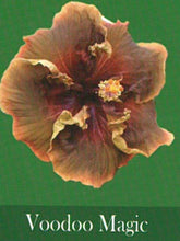 Load image into Gallery viewer, ***VOODOO MAGIC*** Rooted Exotic Tropical Hibiscus Plant***AKA Fancy Hibiscus
