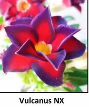 Load image into Gallery viewer, ~~VULCANUS NX~~Grafted Adenium Obesum Desert Rose Plant
