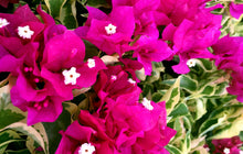 Load image into Gallery viewer, VERA VARIEGATA PURPLE** Live Bougainvillea Well Rooted Starter Plant
