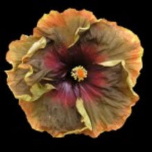 Load image into Gallery viewer, ***VOODOO MAGIC*** Rooted Exotic Tropical Hibiscus Plant***AKA Fancy Hibiscus
