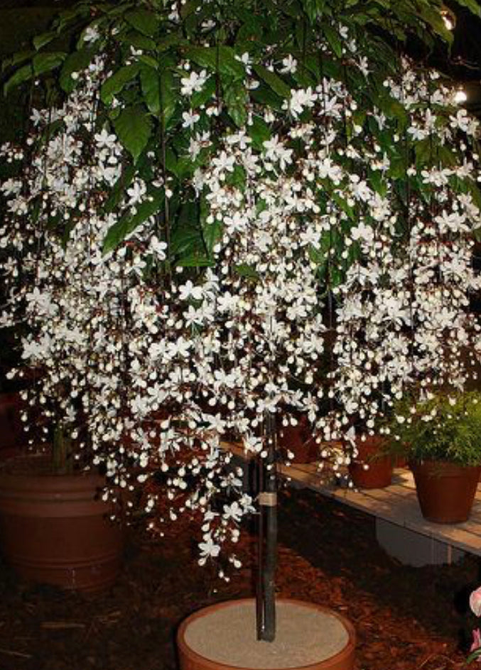 ***Clerodendrum Wallichii** *Bridal Veil **Well Rooted Starter Plant** Rare **Stunning White Blooms!