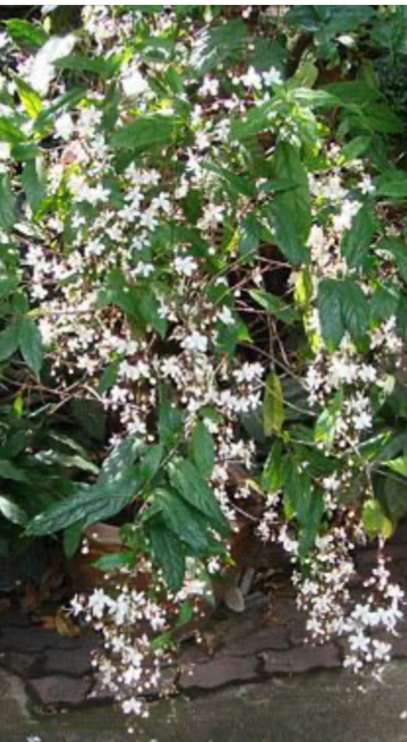 clerodendrum wallichii plant Medium 4