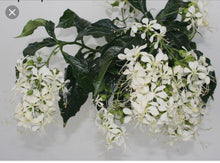 Load image into Gallery viewer, ***Clerodendrum Wallichii** *Bridal Veil **Well Rooted Starter Plant** Rare **Stunning White Blooms!
