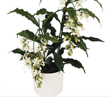 Load image into Gallery viewer, ***Clerodendrum Wallichii** *Bridal Veil **Well Rooted Starter Plant** Rare **Stunning White Blooms!
