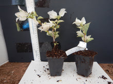 Load image into Gallery viewer, **WHITE STRIPE** Live Bougainvillea Well Rooted Starter Plant
