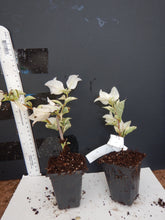 Load image into Gallery viewer, **WHITE STRIPE** Live Bougainvillea Well Rooted Starter Plant
