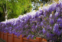 Load image into Gallery viewer, ****AMETHYST FALLS* *Wisteria Frutescens Plant* *ATTRACTS HUMMINGBIRDS &amp; BUTTERFLIES
