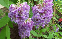 Load image into Gallery viewer, ****AMETHYST FALLS* *Wisteria Frutescens Plant* *ATTRACTS HUMMINGBIRDS &amp; BUTTERFLIES
