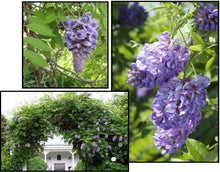 Load image into Gallery viewer, ****AMETHYST FALLS* *Wisteria Frutescens Plant* *ATTRACTS HUMMINGBIRDS &amp; BUTTERFLIES
