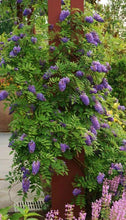 Load image into Gallery viewer, ****AMETHYST FALLS* *Wisteria Frutescens Plant* *ATTRACTS HUMMINGBIRDS &amp; BUTTERFLIES
