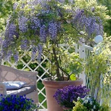 Load image into Gallery viewer, ****AMETHYST FALLS* *Wisteria Frutescens Plant* *ATTRACTS HUMMINGBIRDS &amp; BUTTERFLIES
