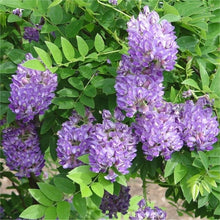 Load image into Gallery viewer, ****AMETHYST FALLS* *Wisteria Frutescens Plant* *ATTRACTS HUMMINGBIRDS &amp; BUTTERFLIES
