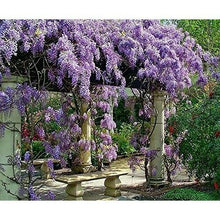 Load image into Gallery viewer, ****AMETHYST FALLS* *Wisteria Frutescens Plant* *ATTRACTS HUMMINGBIRDS &amp; BUTTERFLIES
